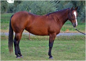 bay quarter horse stallion