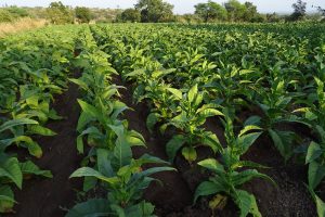 cash crops tobacco