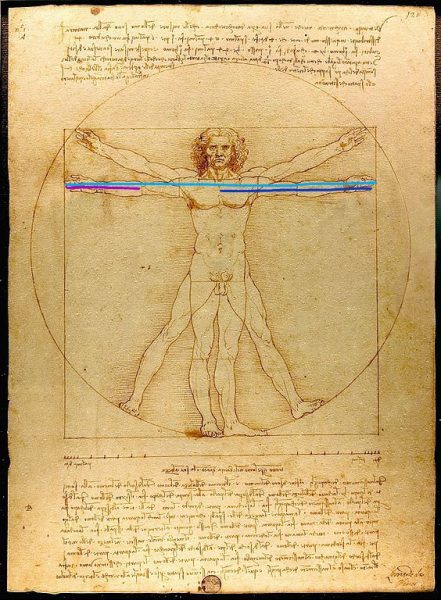 vitruvian man body measurements