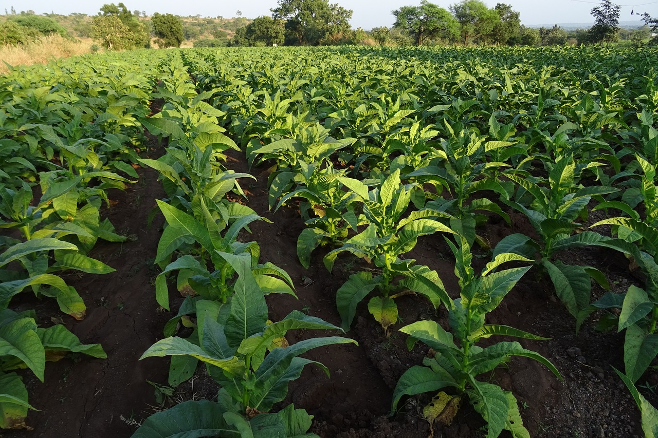 Tobacco: The Most Versatile Cash Crop